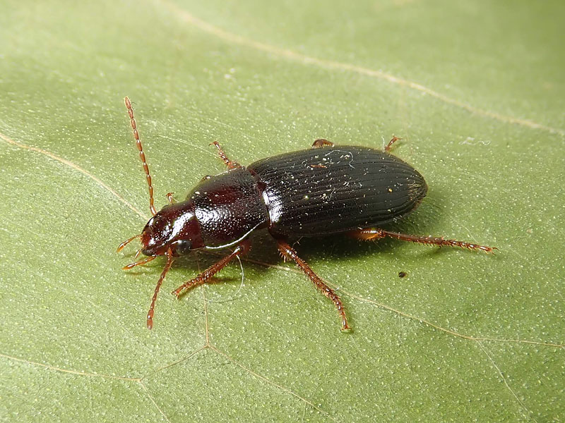 Carabidae: Ophonus cfr. puncticeps